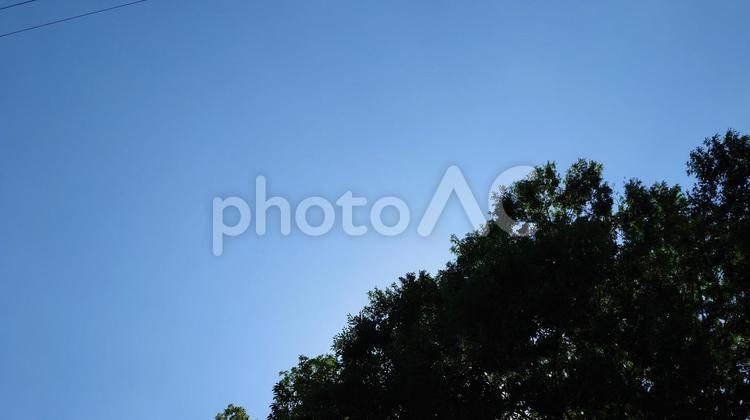 木々と青い空２ 背景,空,素材の写真素材