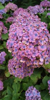 あじさい（ピンク）の写真