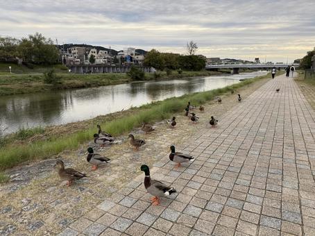 鴨川のカモ① 鴨川,鴨,カモの写真素材