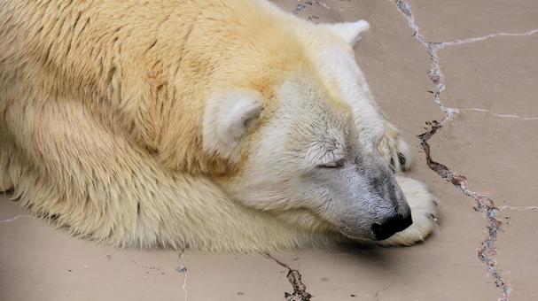 シロクマも暑い 夏の動物園 シロクマも暑い 夏の動物園 シロクマ,ホッキョクグマ,白熊の写真素材