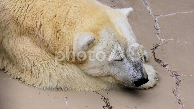 シロクマも暑い　夏の動物園 シロクマ,ホッキョクグマ,白熊の写真素材