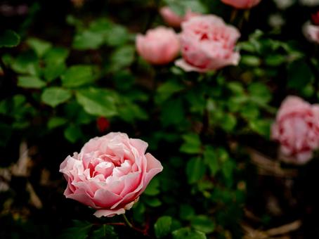 大輪の淡いピンクの薔薇 大輪の淡いピンクの薔薇の写真