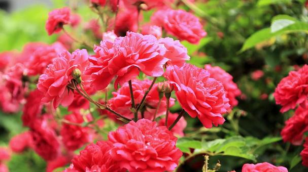 真っ赤な薔薇 初夏の花壇にて 真っ赤な薔薇 初夏の花壇にて 薔薇,花,初夏の写真素材