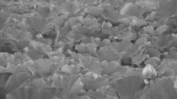 蓮 [白黒/淡]版 縦横16:9 白黒,モノクロ,グレースケールの写真素材
