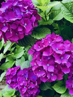 紫陽花 あじさい,アジサイ,紫の写真素材