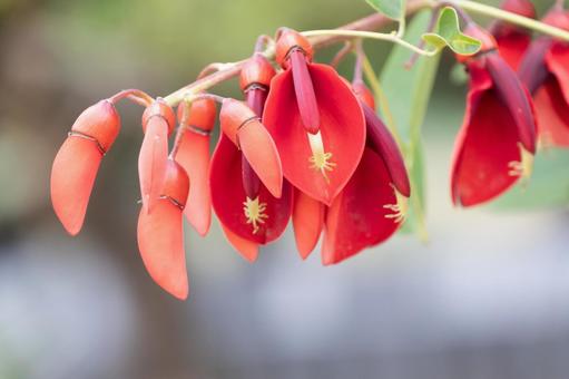 真紅に咲くアメリカデイゴの花の写真