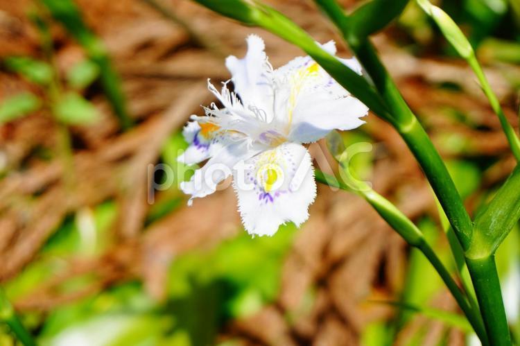 ジャガ　花　白　可憐 シャガ,射干,著莪の写真素材