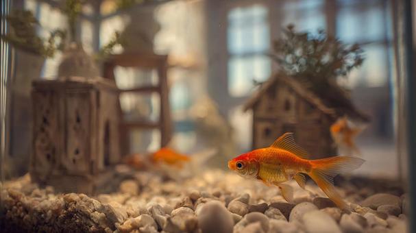 きらめく水槽に映える美しい金魚の姿 きらめく水槽に映える美しい金魚の姿の写真