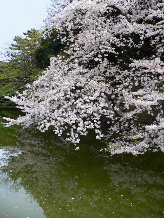 池のほとりの桜 桜,サクラ,さくらの写真素材