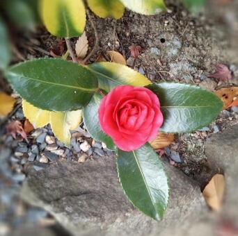 秋の花 山茶花の赤い花 秋の花 山茶花の赤い花の写真