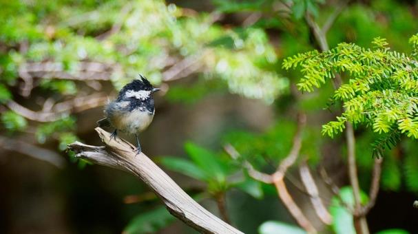 髪型の乱れたヒガラの写真
