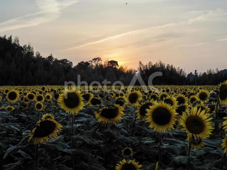 夕陽とひまわり ひまわり畑,ひまわり,夕暮れの写真素材