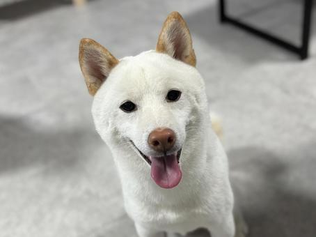 白柴の笑顔 白柴の笑顔 柴犬,しばいぬ,shibaの写真素材