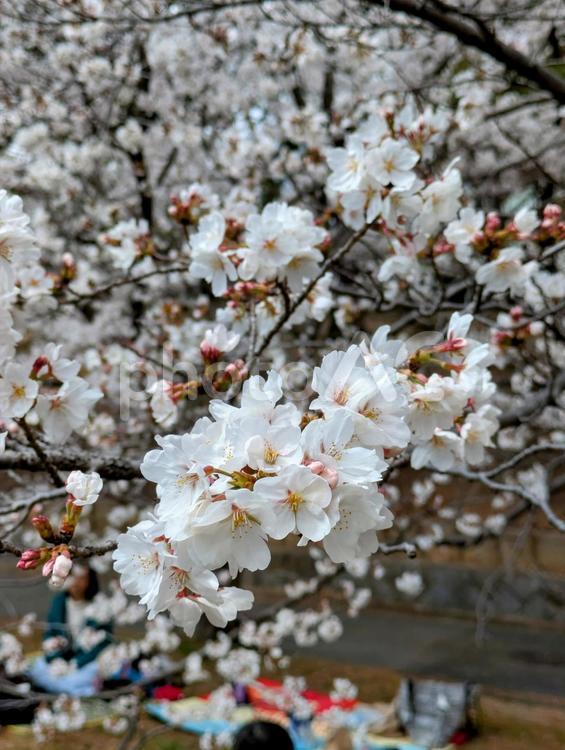 桜とお花見風景 桜,春,花の写真素材