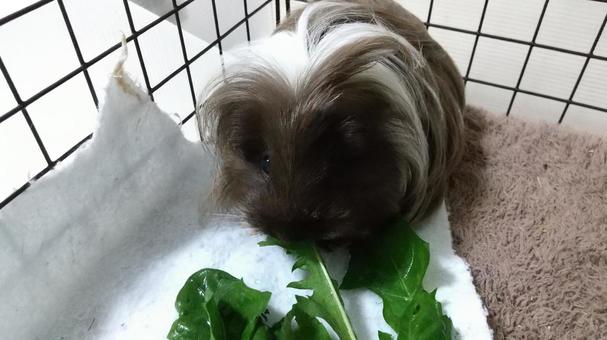 今日のおやつはタンポポの葉 今日のおやつはタンポポの葉の写真