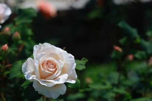 白い薔薇 白い薔薇 バラ,フラワーガーデン,バラ園の写真素材