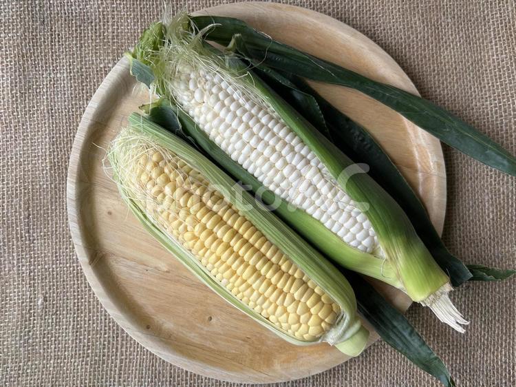 とうもろこし とうもろこし,野菜,皮付きの写真素材