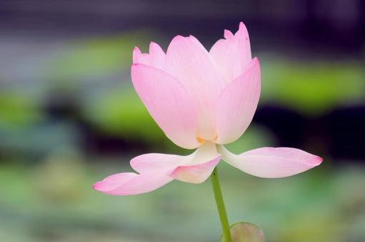 蓮の花 蓮の花の写真