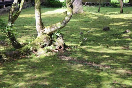 Moss and sunlight filtering through the trees 2, moss, sunbeams leaves, green, JPG