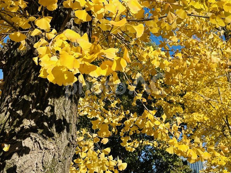 紅葉したいちょうの木 いちょう,いちょう並木,木の写真素材