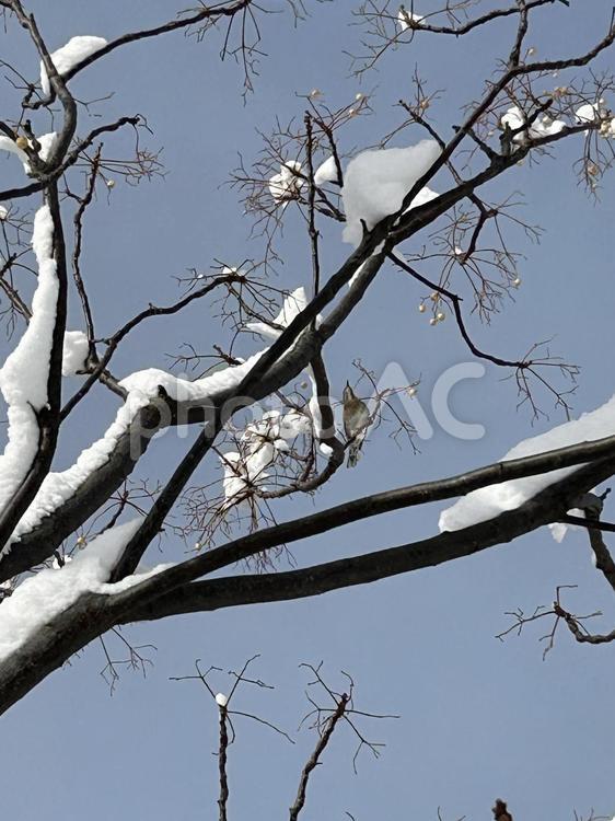 凍える冬の食卓 積雪,雪,寒波の写真素材