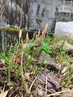 つくし つくし 自生,自然,つくしの写真素材