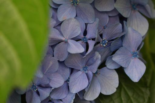 紫陽花 紫陽花,装飾花,青紫の写真素材