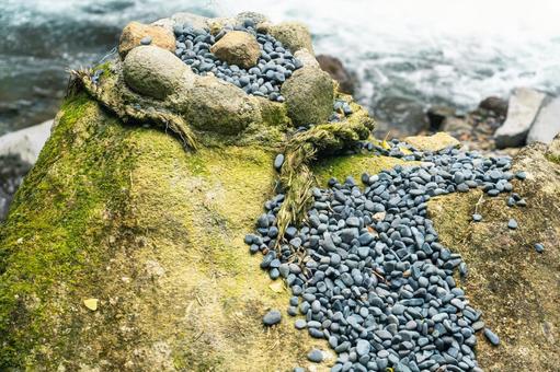 コケと小石 苔,コケ,小石の写真素材