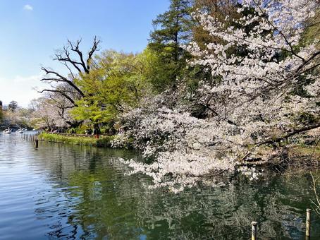 春の井の頭恩師公園　桜の風景 桜,井の頭公園,春の写真素材