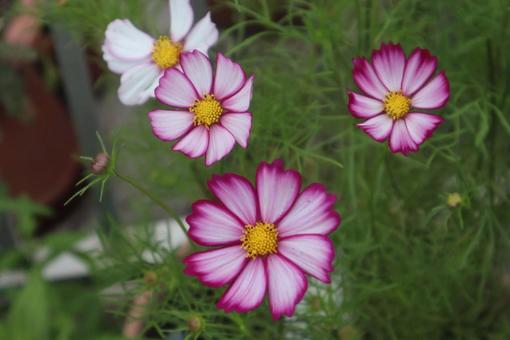 大春車菊の写真