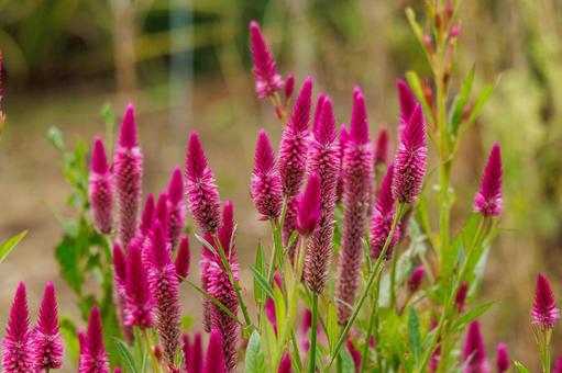 野原に咲く色合いが綺麗なケイトウ 野原に咲く色合いが綺麗なケイトウの写真