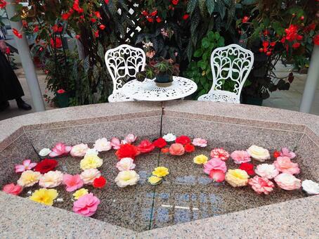 水に浮かぶベゴニアの花々 ベゴニア,水,浮かぶの写真素材