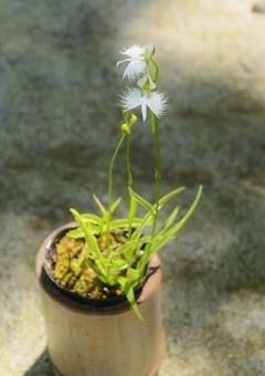 サギソウの写真