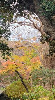 風景　晩秋　１２月の写真