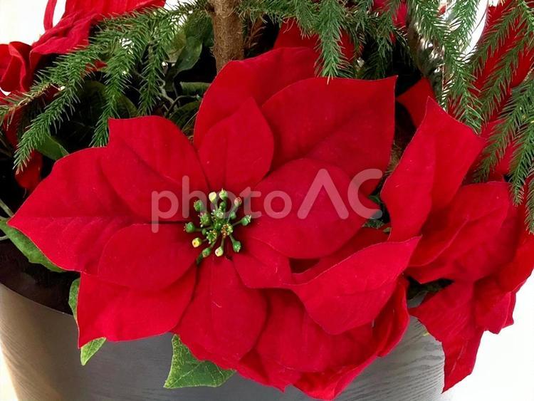 真っ赤なポインセチア　観葉植物　クリスマス ポインセチア,観葉植物,クリスマスの写真素材