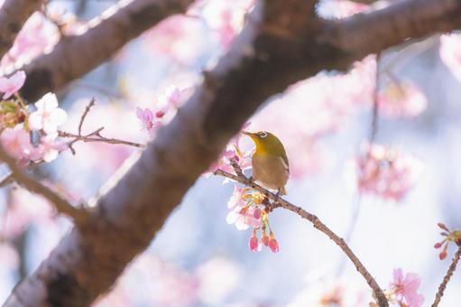 桜とメジロ 7 桜とメジロ 7の写真