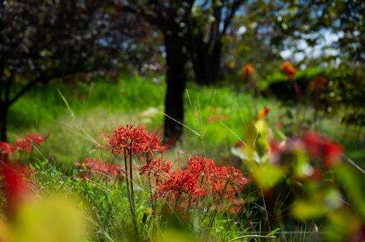 花 花の写真