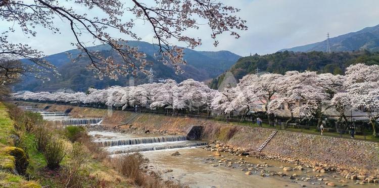 神奈川県宮城野、早川堤の桜並木 自然,風景,春の写真素材
