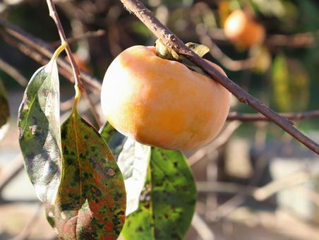柿の葉と柿 カキ,かき,柿の写真素材