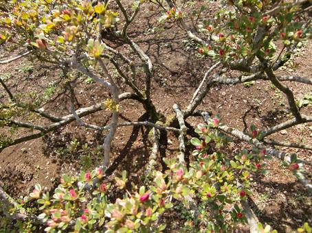 笠間つつじ公園-34 笠間つつじ公園,茨城県笠間市,ツツジの写真素材