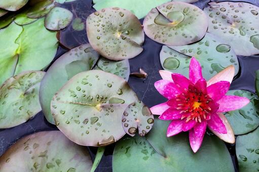 水面に浮かぶ睡蓮と水滴をまとった葉 睡蓮,スイレン,花の写真素材