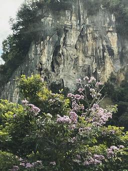 花 花の写真