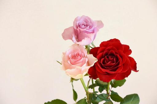 三色のバラ 三色のバラ ピンク,紫,赤の写真素材