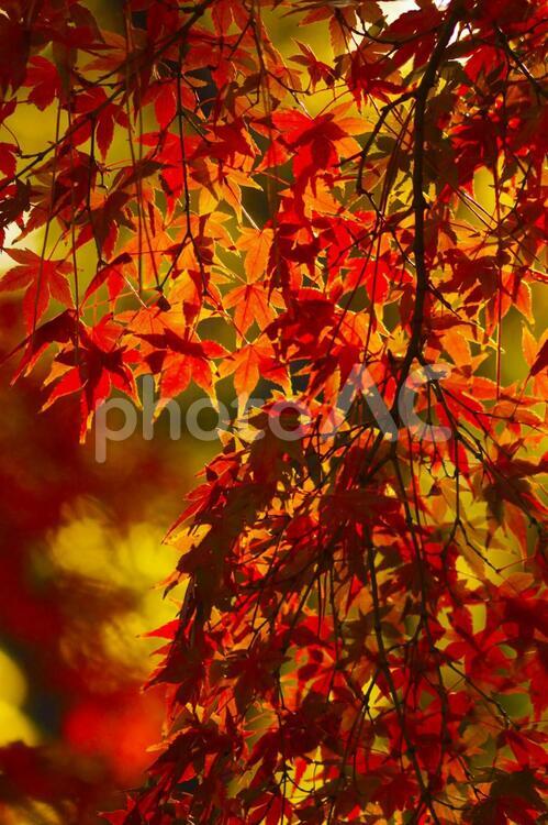 美しい紅葉のイメージ 紅葉,カラフル,イチョウの写真素材