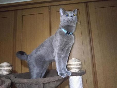 Russian Blue gazing into the distance, JPG
