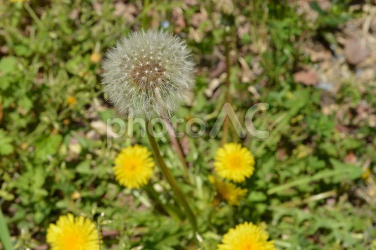 タンポポと綿毛① タンポポ,綿毛,春の写真素材