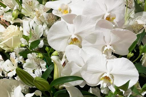 蘭 蘭 蘭,花,白の写真素材