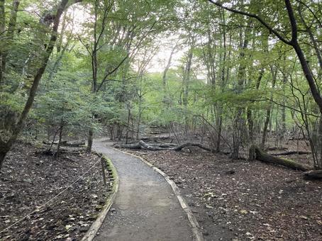 森の中 森の中 森,林,森林の写真素材