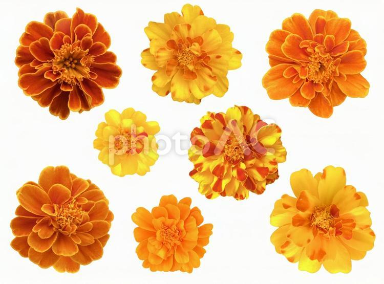 マリーゴールドの花の切抜き（psd透過） マリーゴールド,花,キリヌキの写真素材