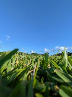 芝生　空　 芝生,空,月の写真素材